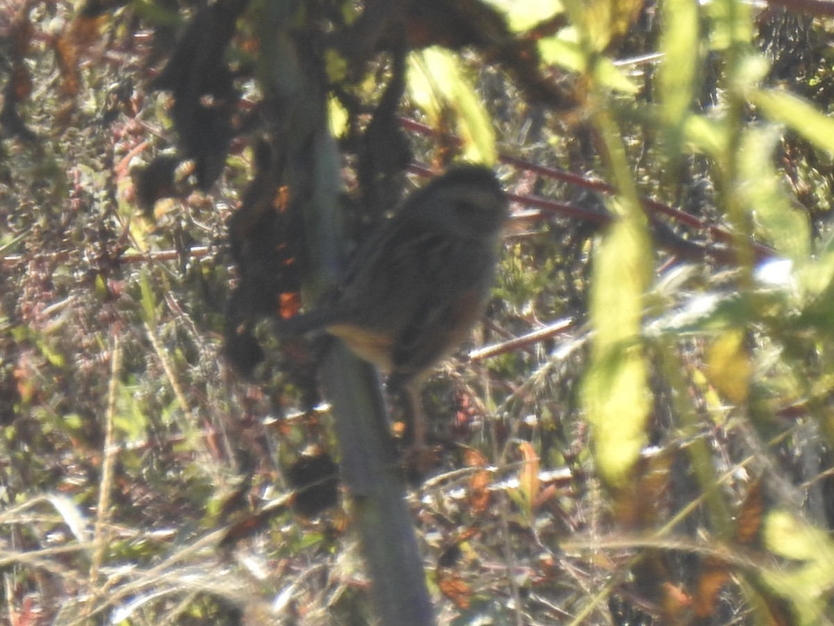 Swamp Sparrow - ML643381856