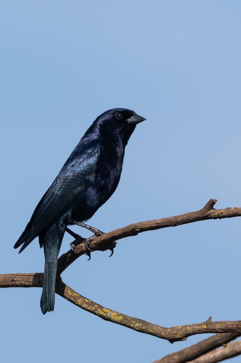 Shiny Cowbird - ML643381859