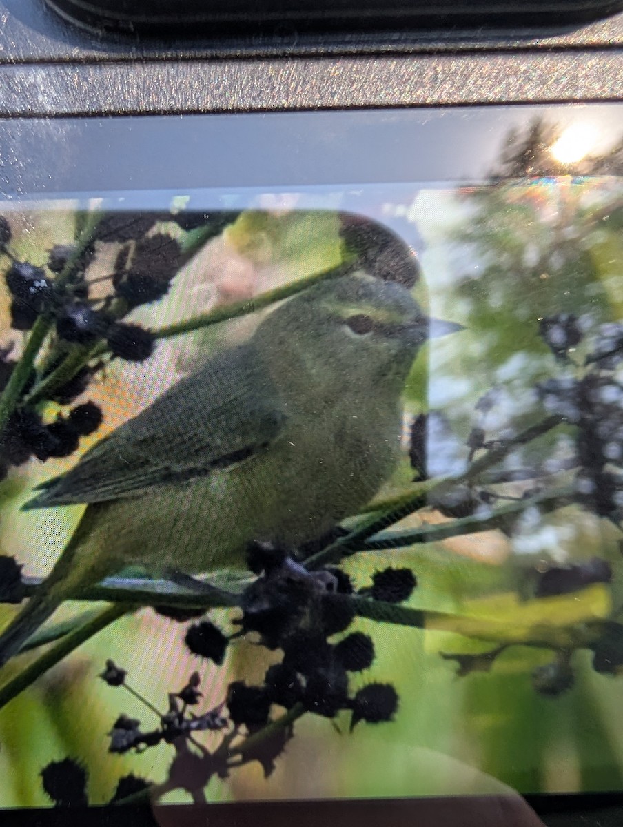 new world warbler sp. - ML643381868