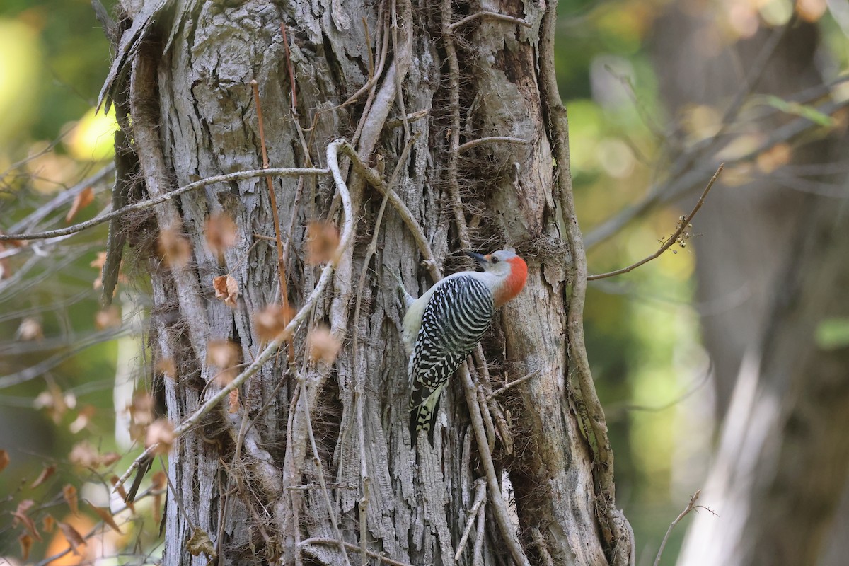 Red-bellied Woodpecker - ML643381877