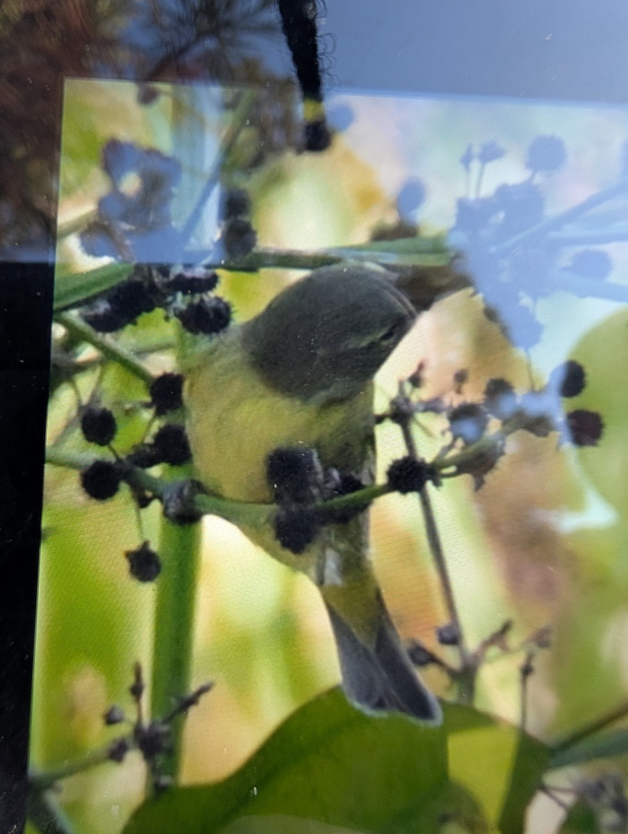 new world warbler sp. - ML643381881