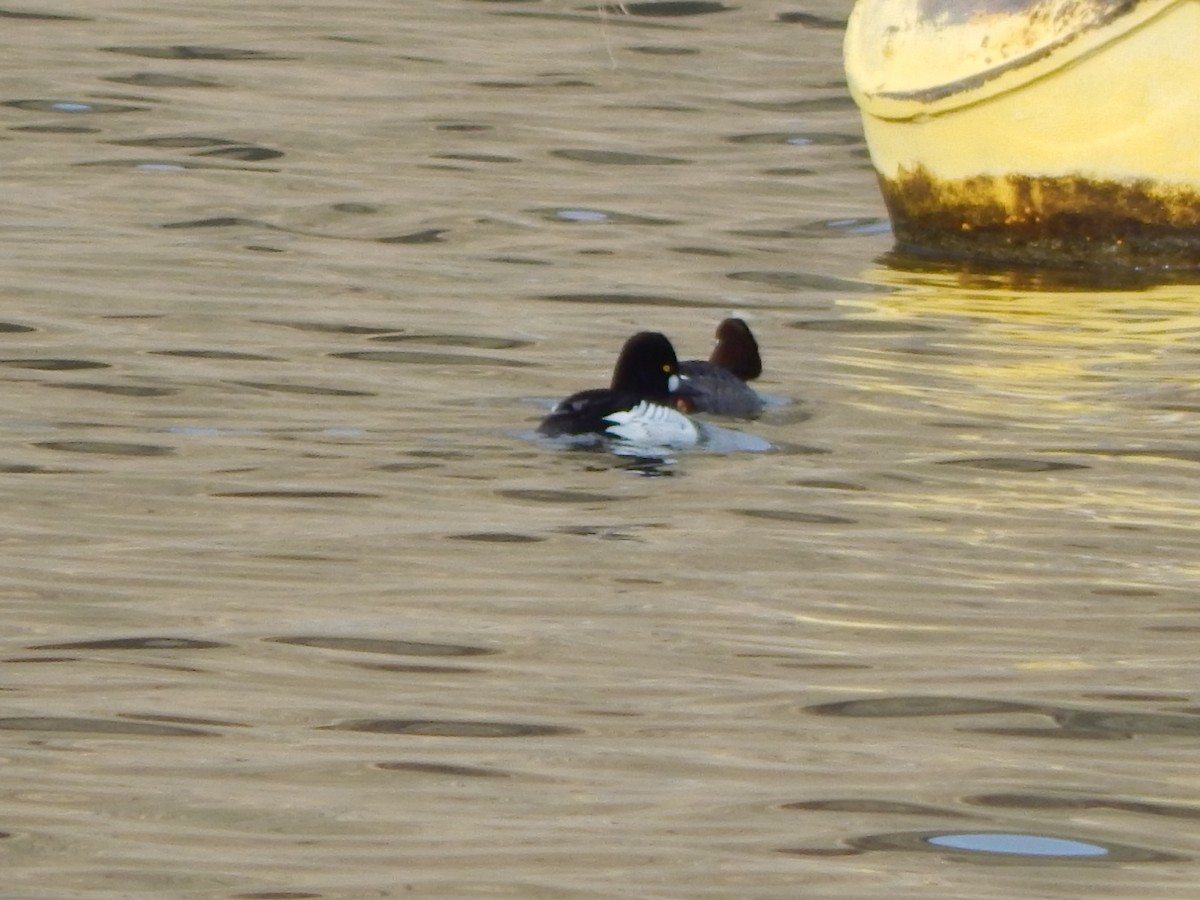 Common Goldeneye - ML643381901