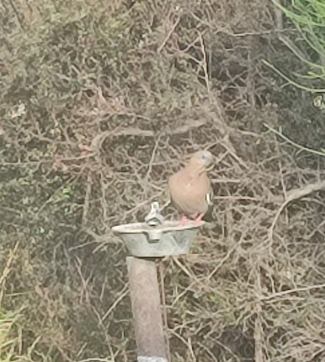 West Peruvian Dove - ML643381908