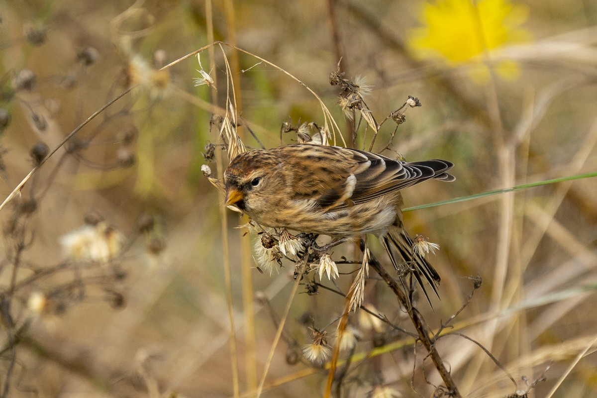 Redpoll (Lesser) - ML643381926
