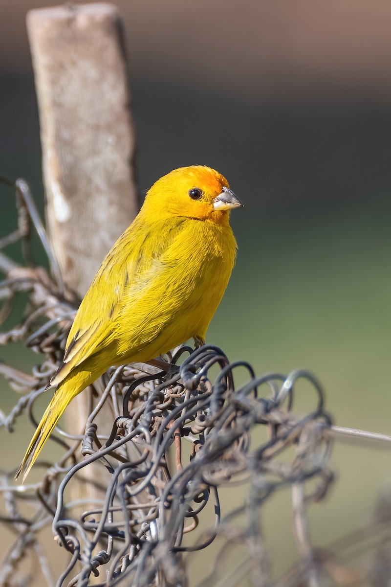 Saffron Finch - ML643381936
