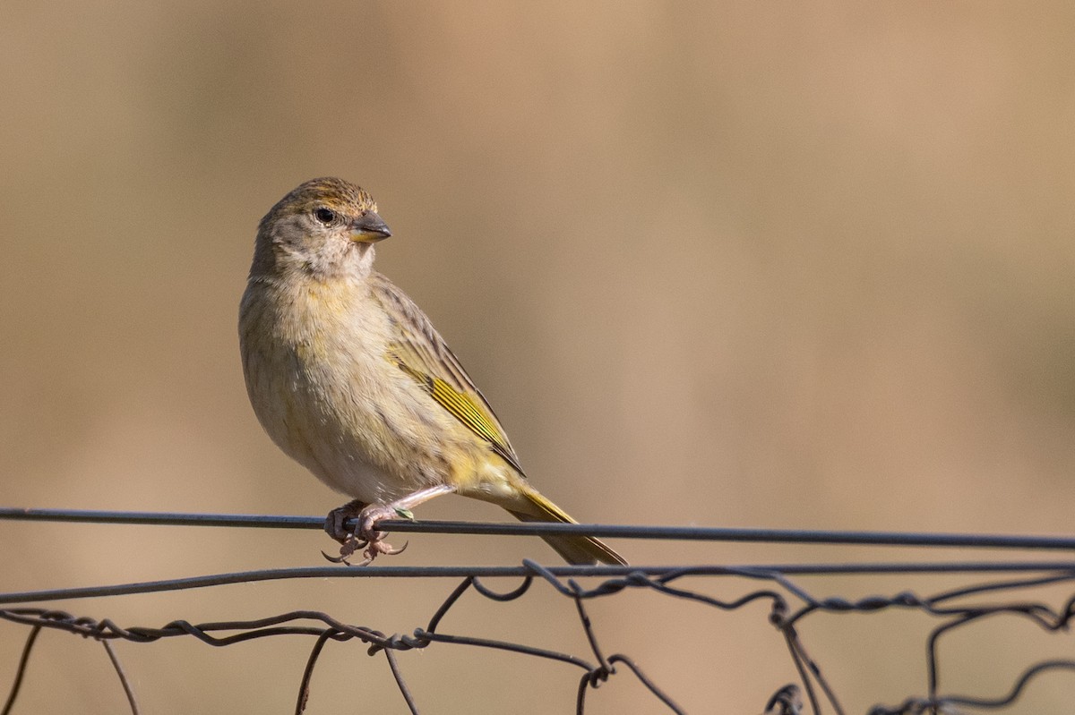 Saffron Finch - ML643381937