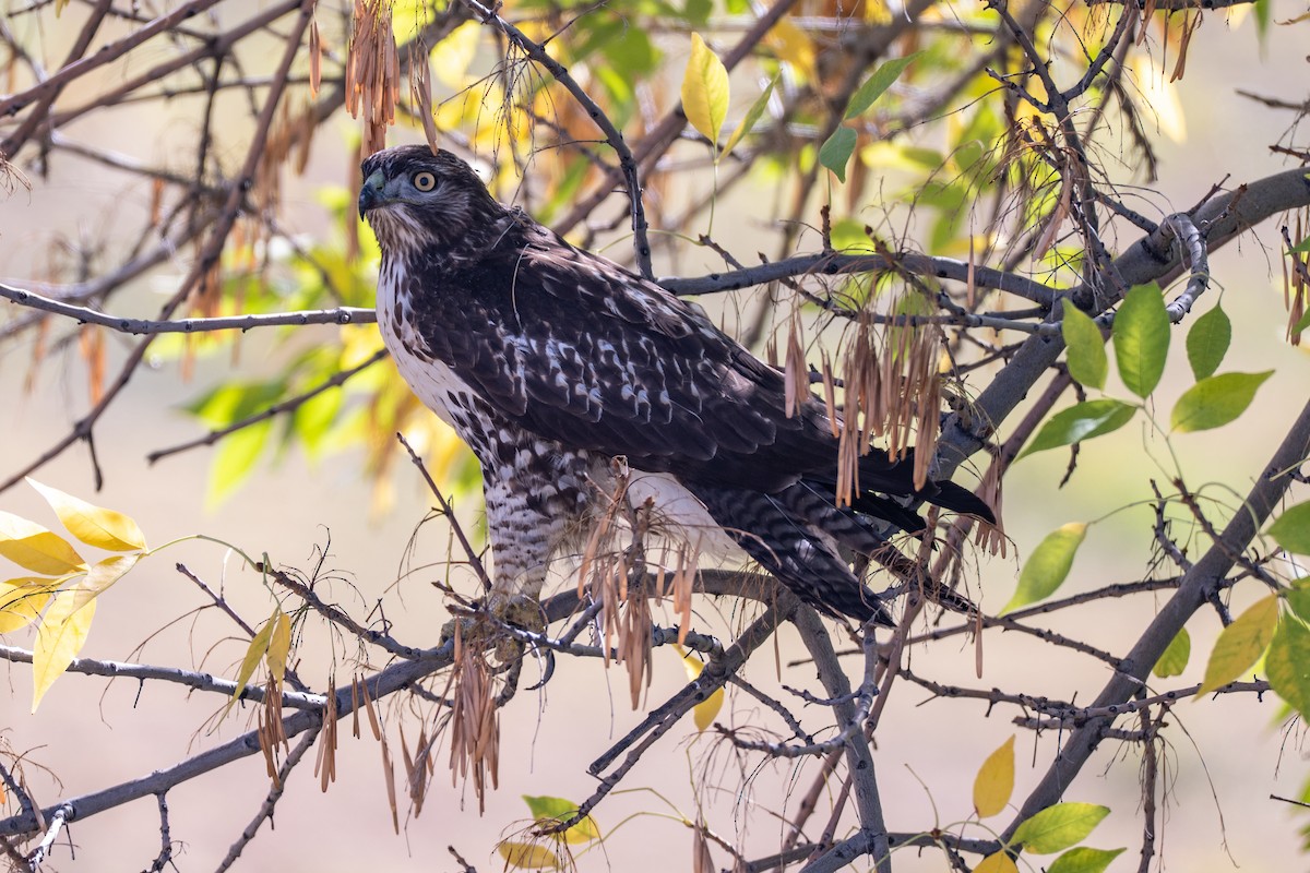 Red-tailed Hawk - ML643381948