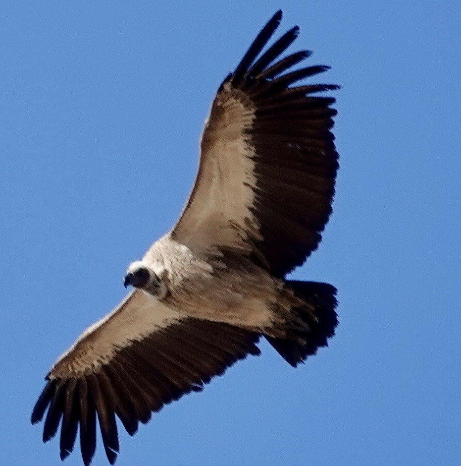 White-backed Vulture - ML643381981
