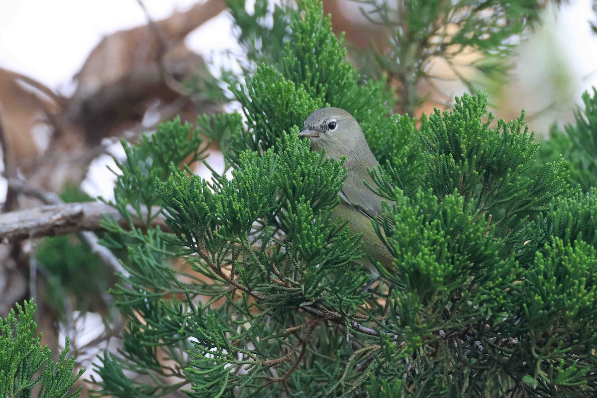 Orange-crowned Warbler - ML643382025