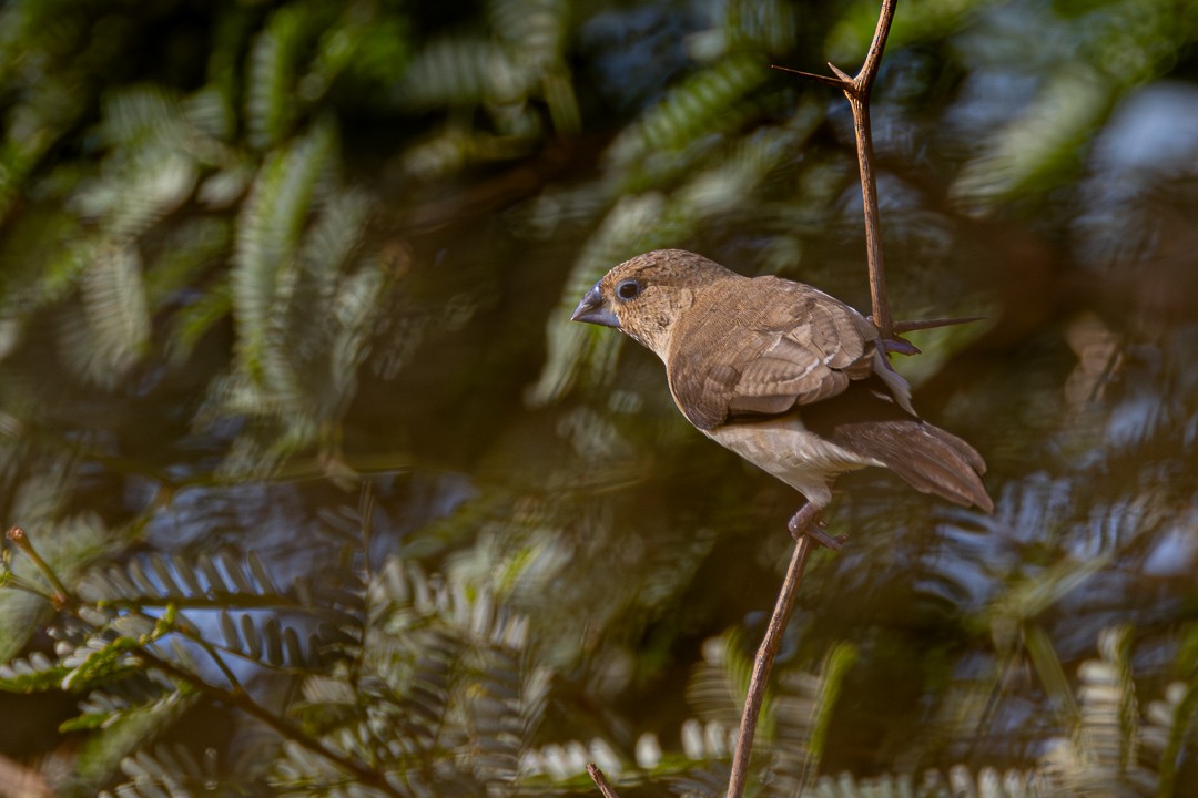 African Silverbill - ML643382028