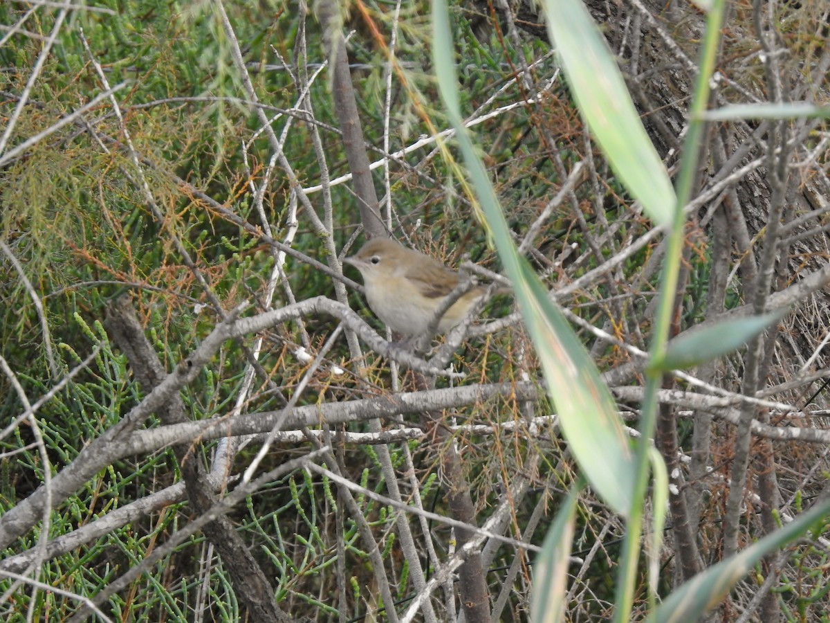 Cannaiola comune - ML643382089