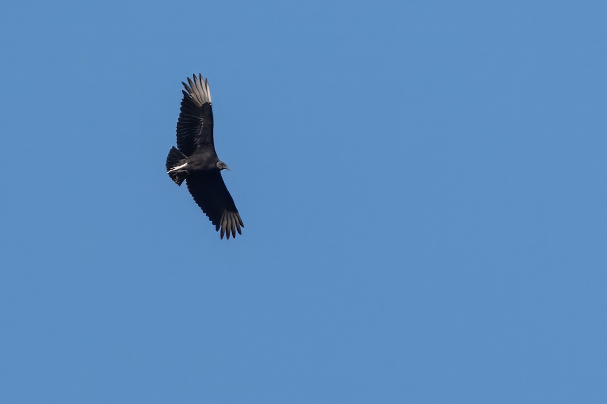 kondor havranovitý - ML643382098