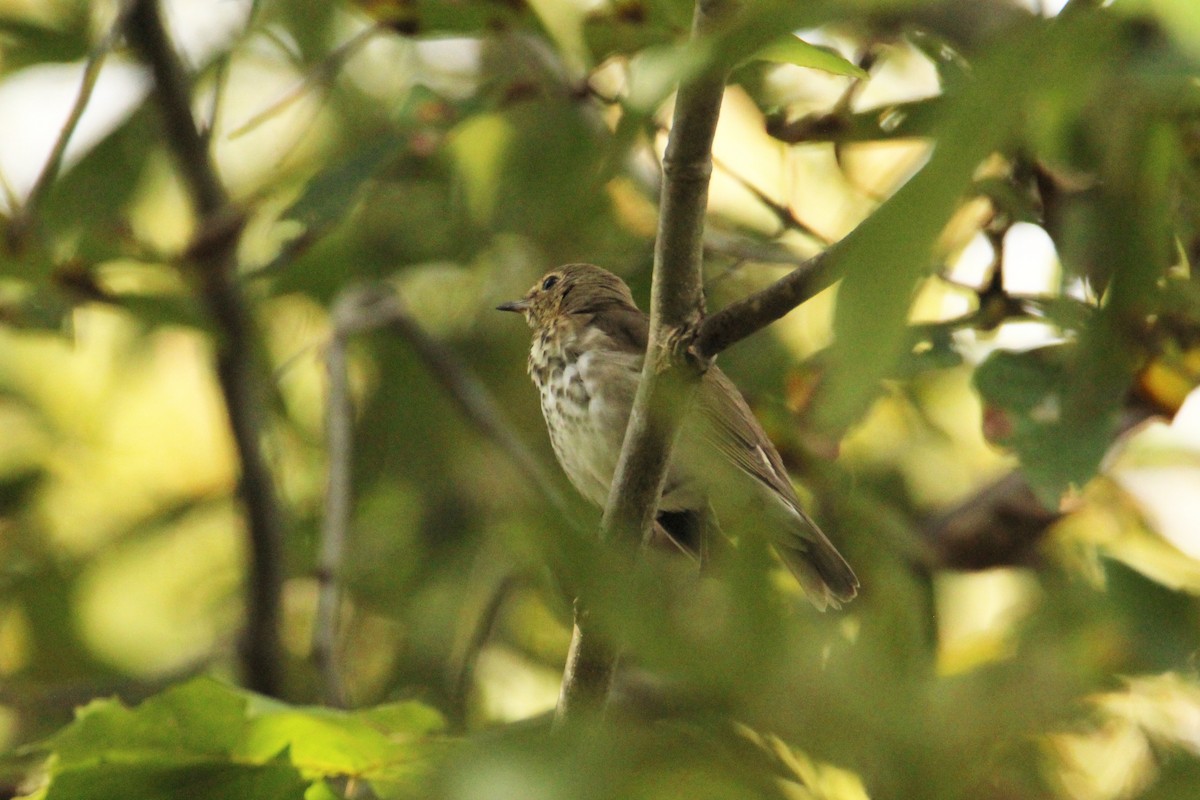 Swainson's Thrush - ML643382131