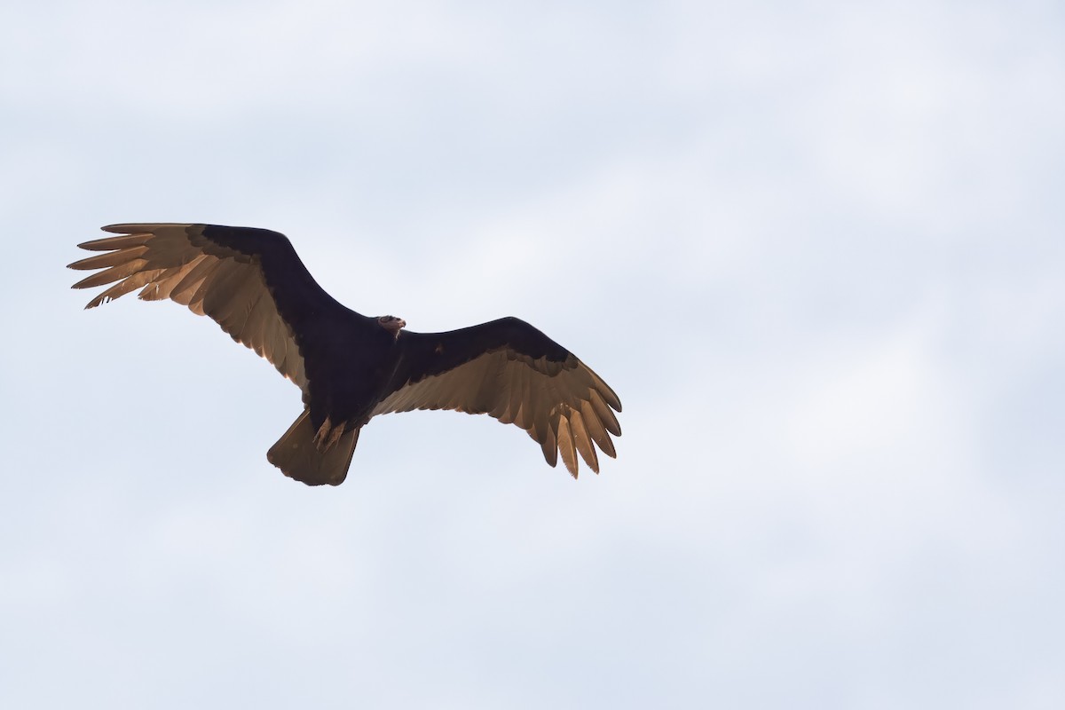 kondor menší - ML643382149