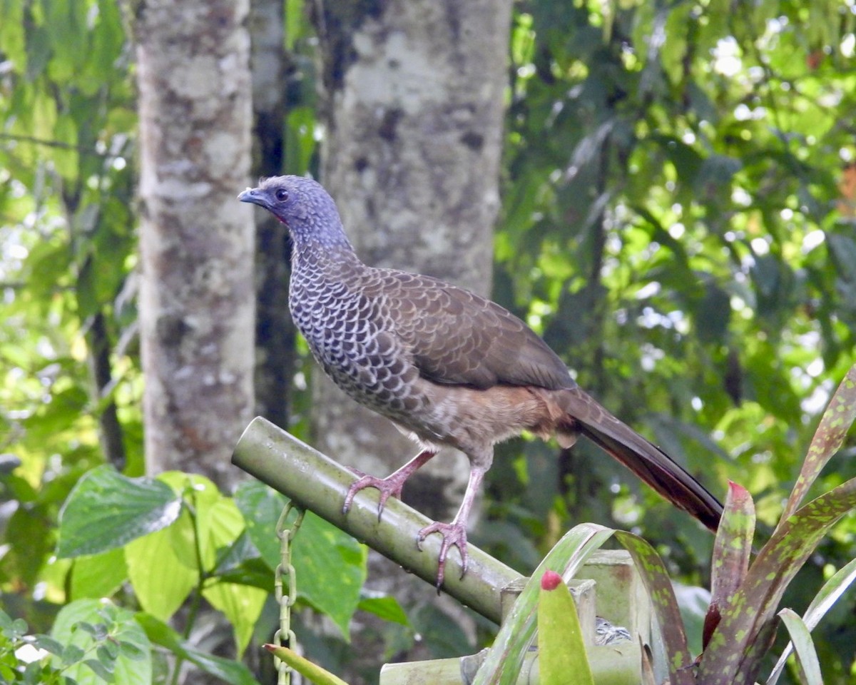eBird Checklist - 11 Oct 2025 - RNSC San Felipe - 22 species