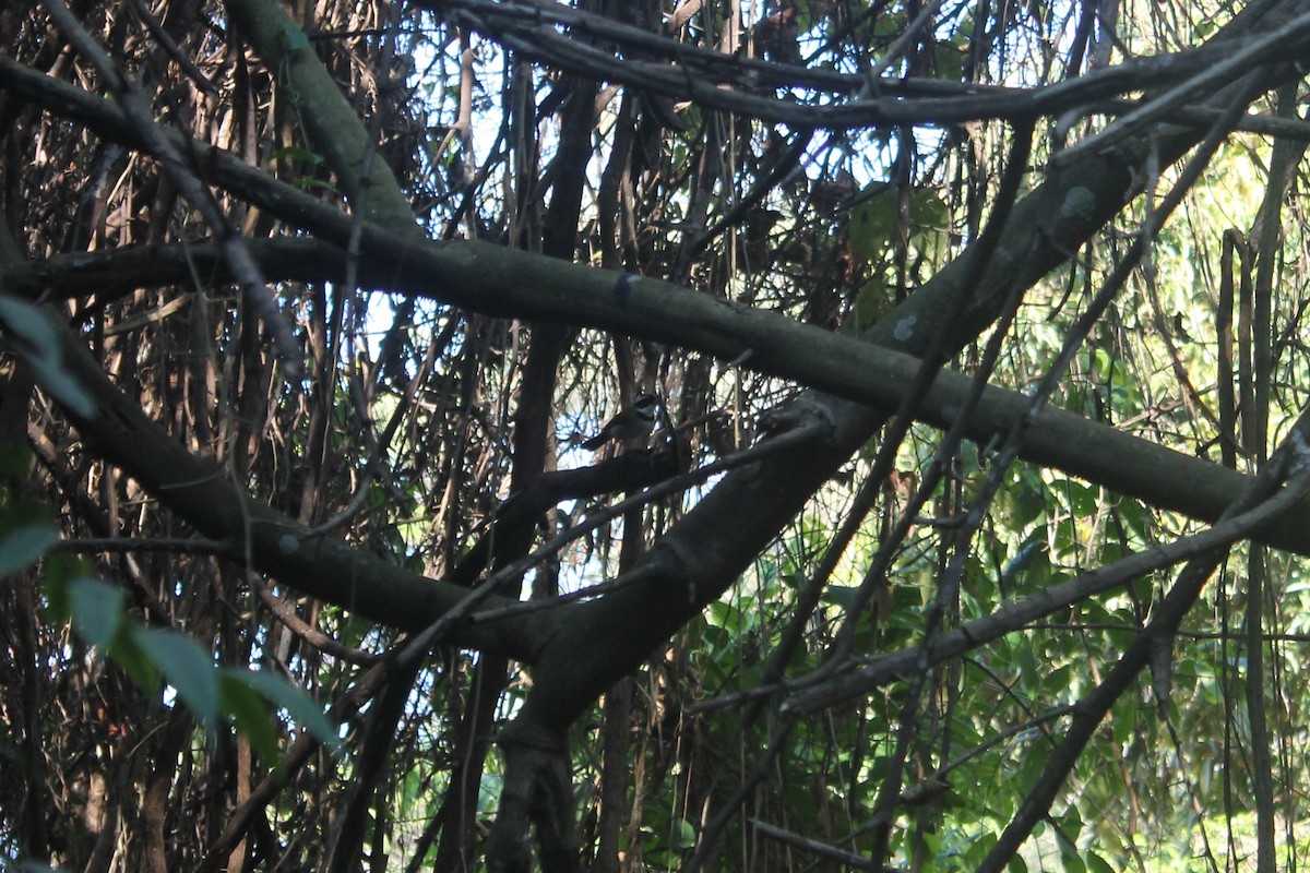 Желтоклювый тохи - ML643382153