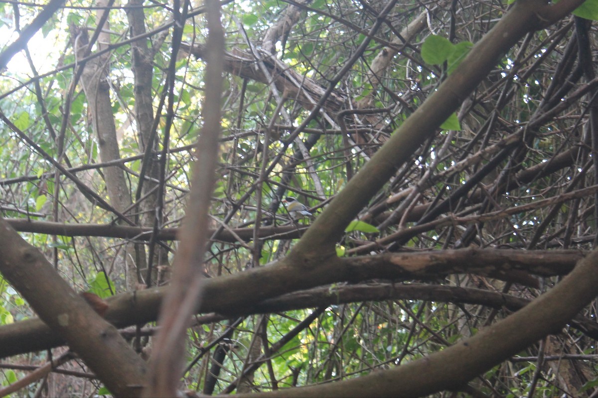 Желтоклювый тохи - ML643382154