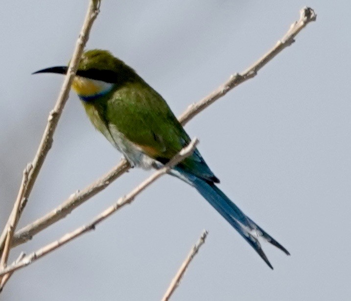 Swallow-tailed Bee-eater - ML643382160