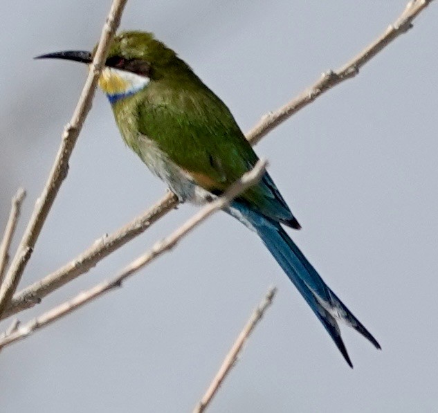 Swallow-tailed Bee-eater - ML643382170