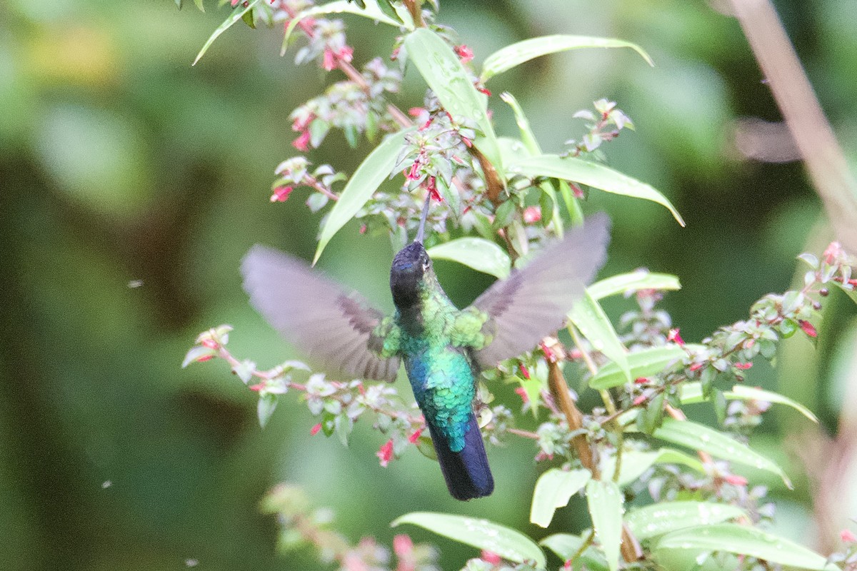 Fiery-throated Hummingbird - ML643382183