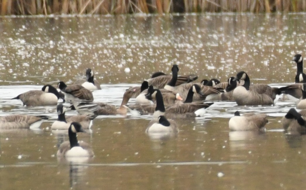 eBird Checklist - 11 Oct 2025 - Broad Brook Mill Pond - 12 species
