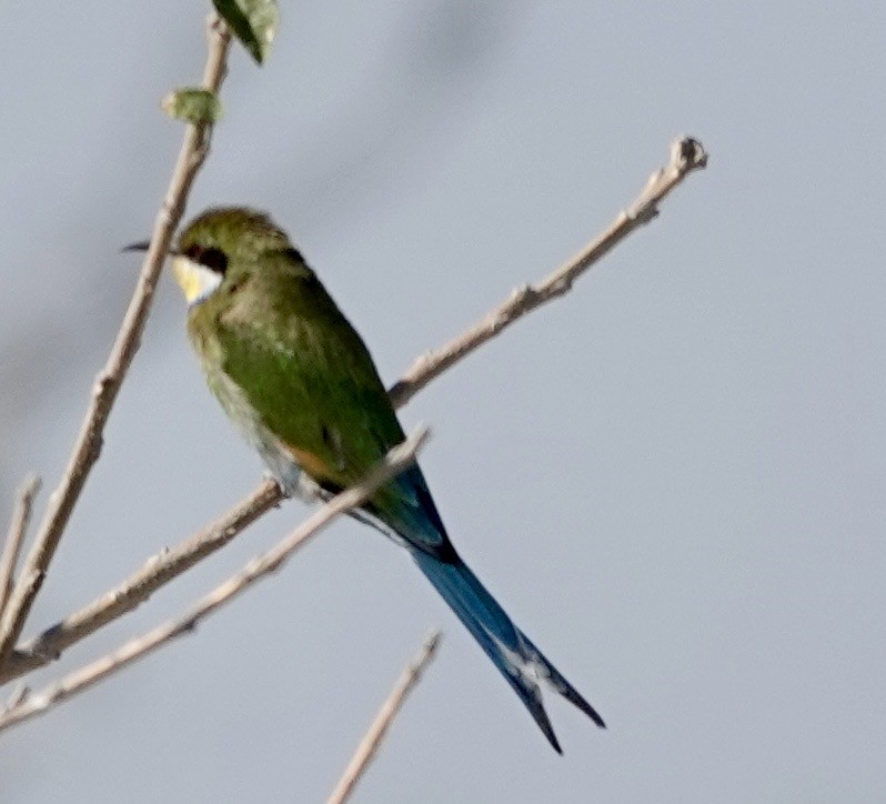 Swallow-tailed Bee-eater - ML643382189