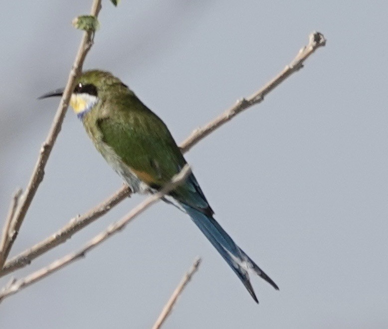 Swallow-tailed Bee-eater - ML643382197