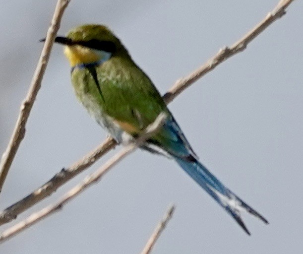 Swallow-tailed Bee-eater - ML643382204