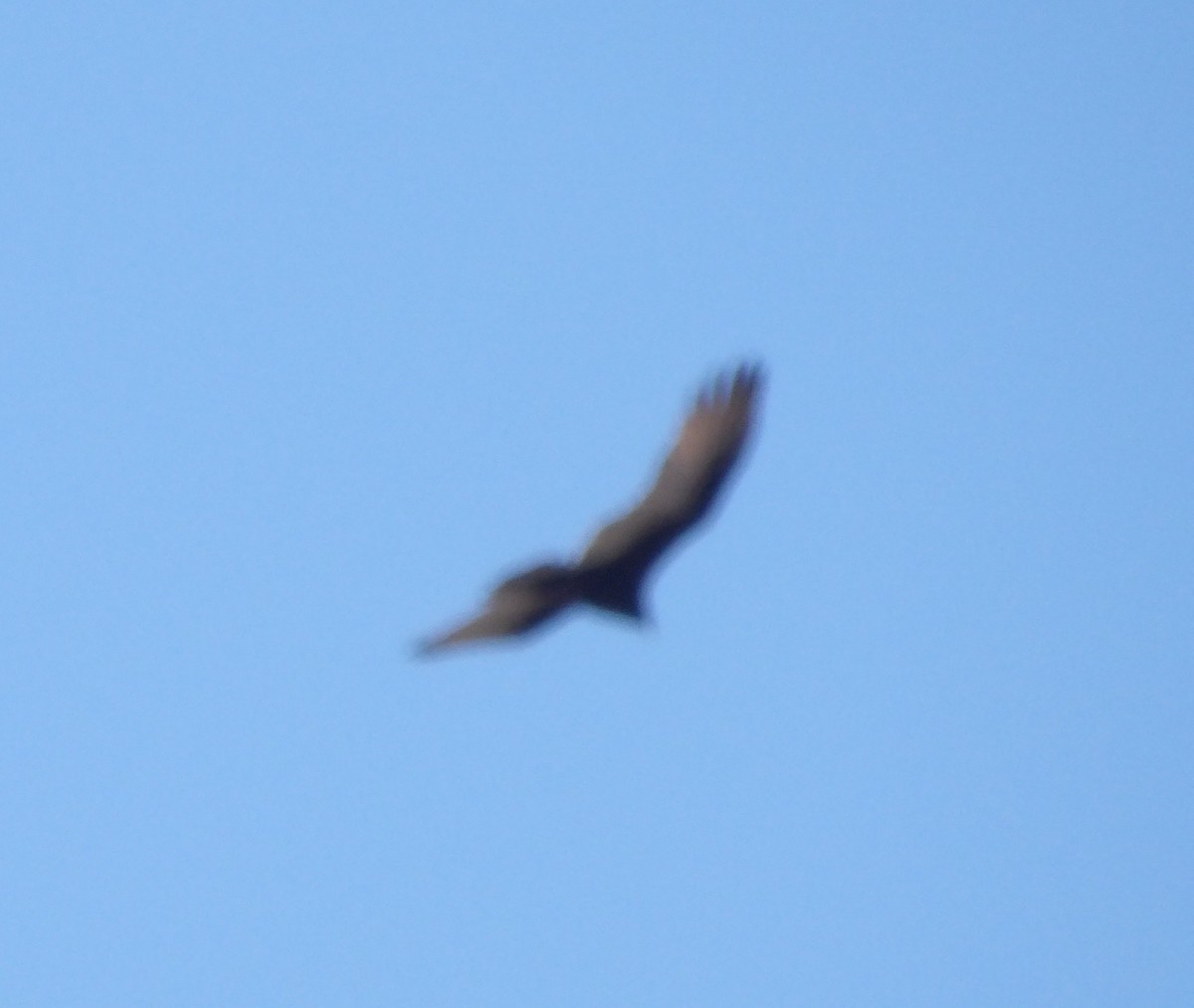 Turkey Vulture - ML643382215