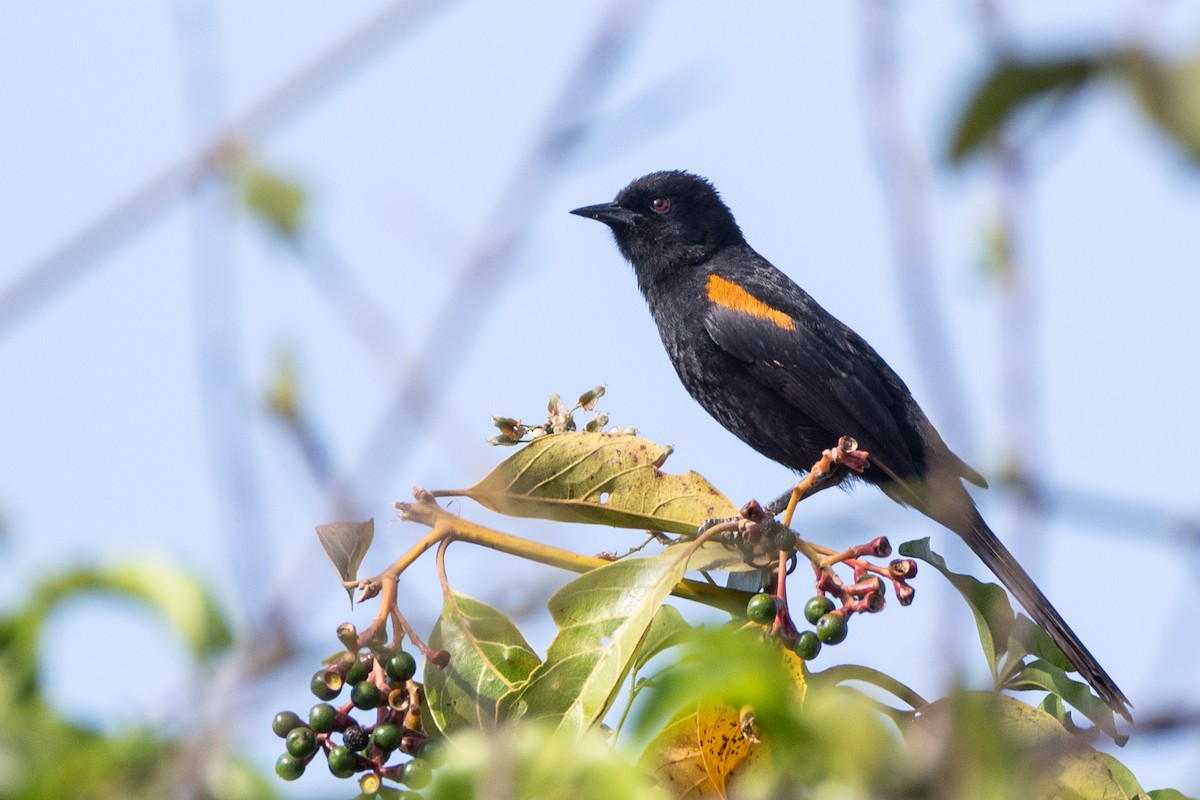 Variable Oriole - ML643382225