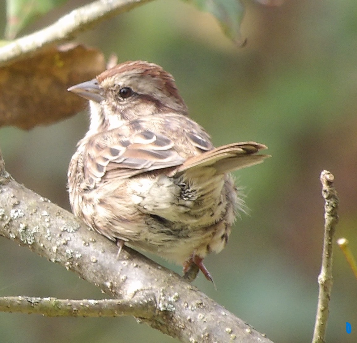 Song Sparrow - ML643382227