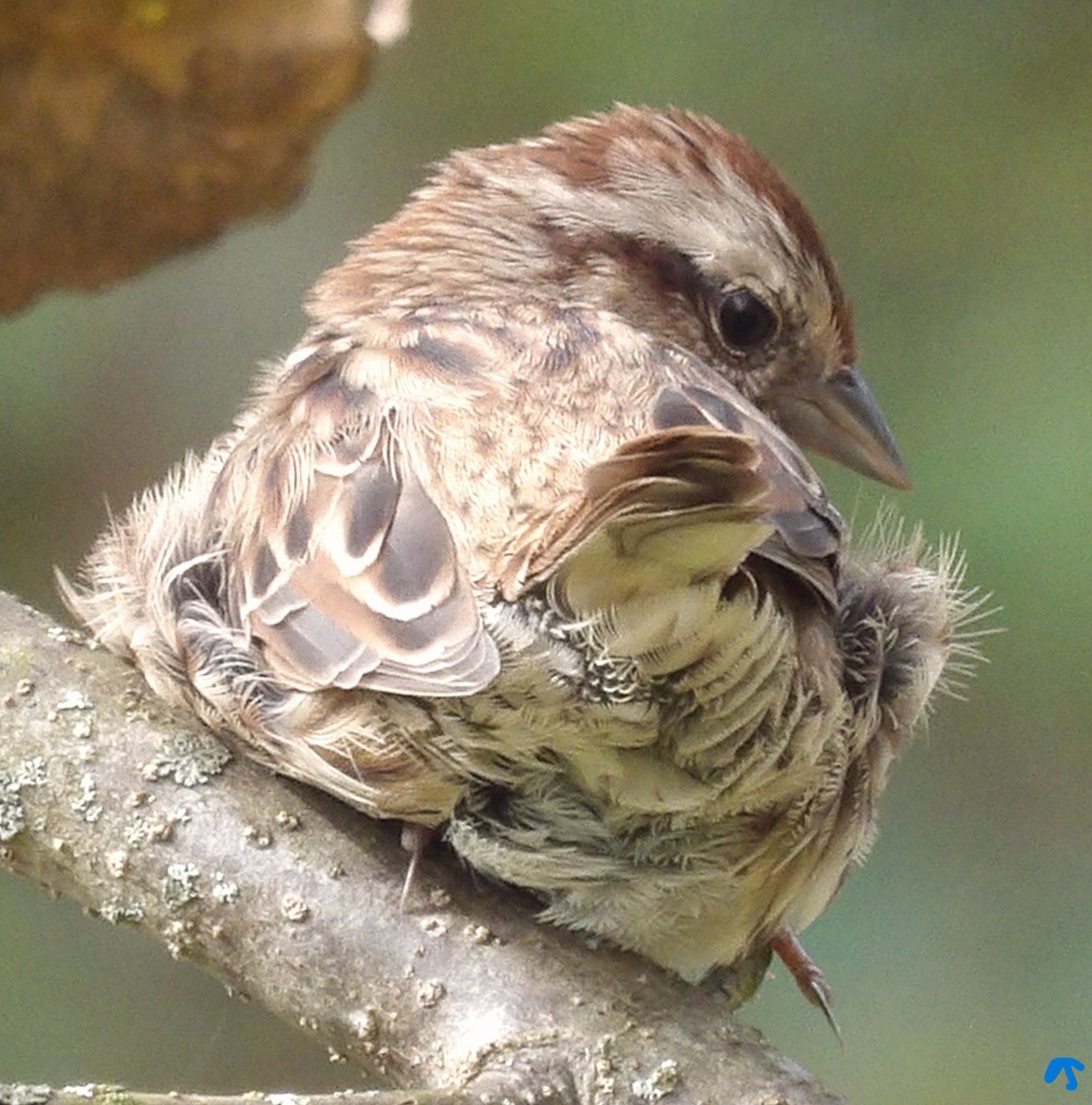 Song Sparrow - ML643382228