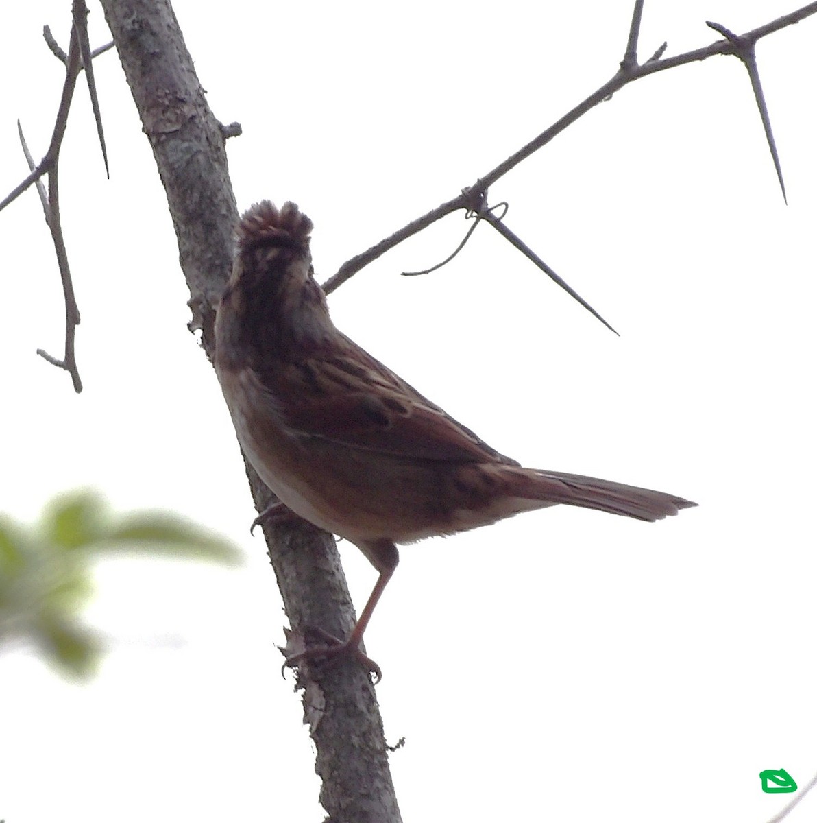 Swamp Sparrow - ML643382235