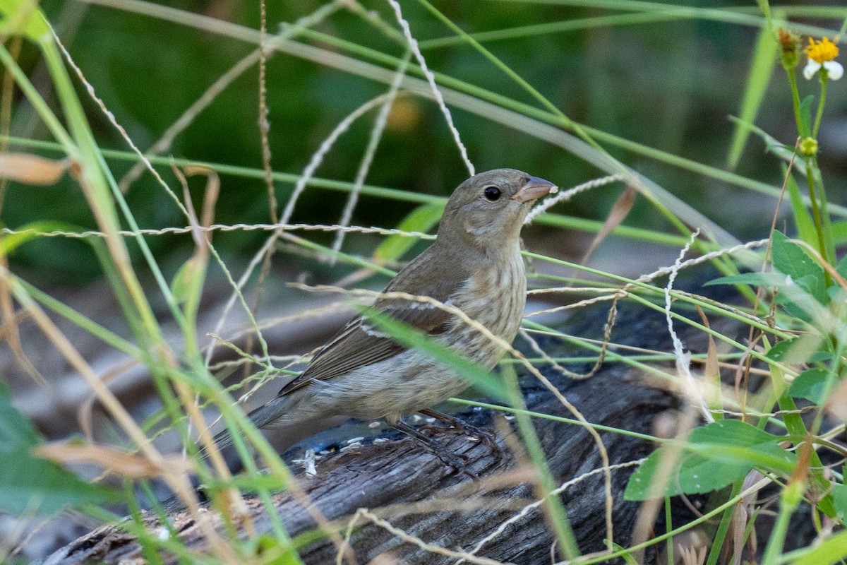Lazuli Bunting - ML643382241