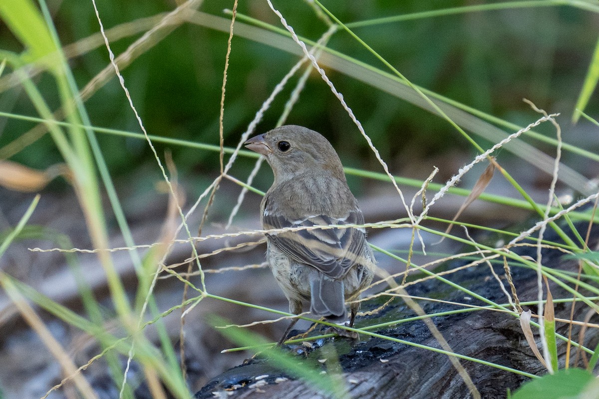 Lazuli Bunting - ML643382253