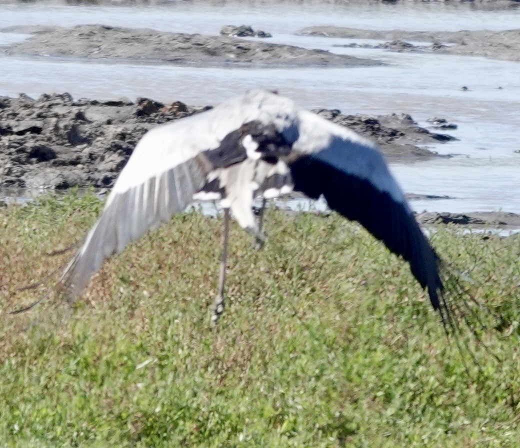 Secretarybird - ML643382262
