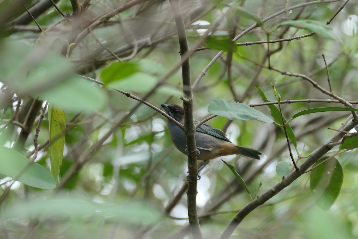 Lesser Antillean Tanager (Grenada) - ML643382273
