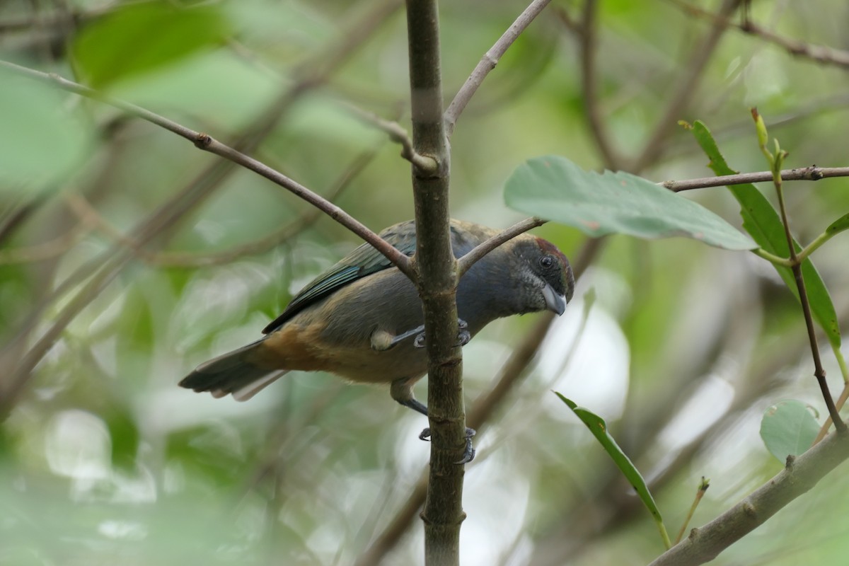 Lesser Antillean Tanager (Grenada) - ML643382274
