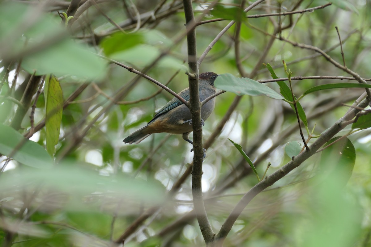 Lesser Antillean Tanager (Grenada) - ML643382275
