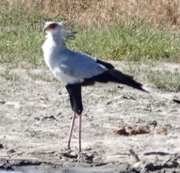 Secretarybird - ML643382277