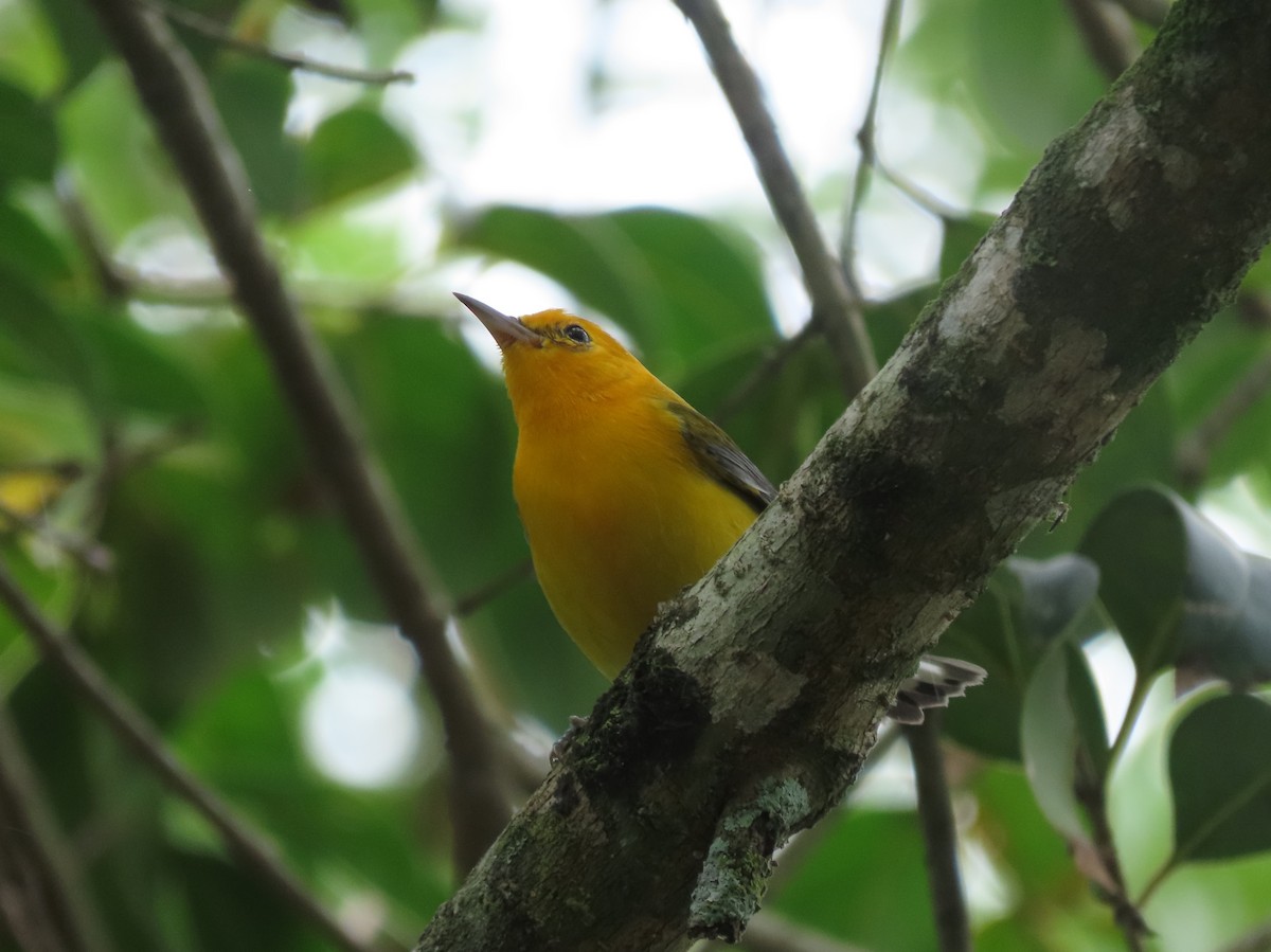 Prothonotary Warbler - ML643382279