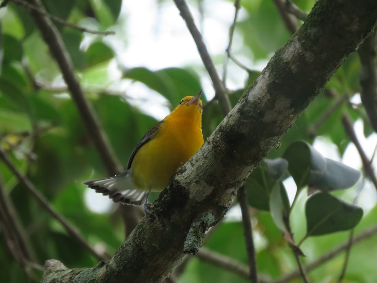 Prothonotary Warbler - ML643382280
