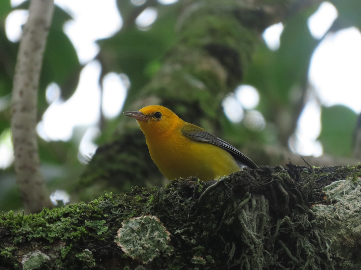 Prothonotary Warbler - ML643382281