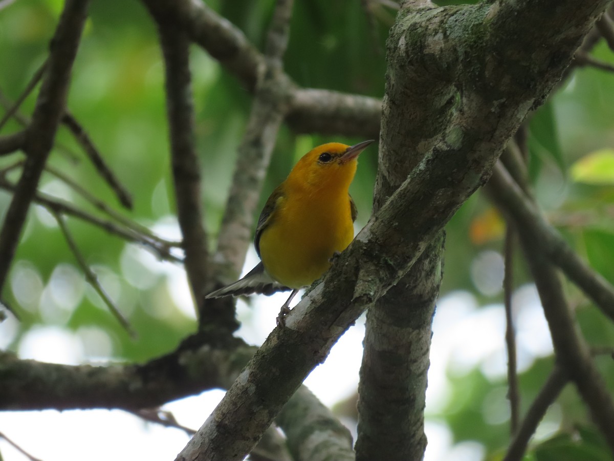 Prothonotary Warbler - ML643382282