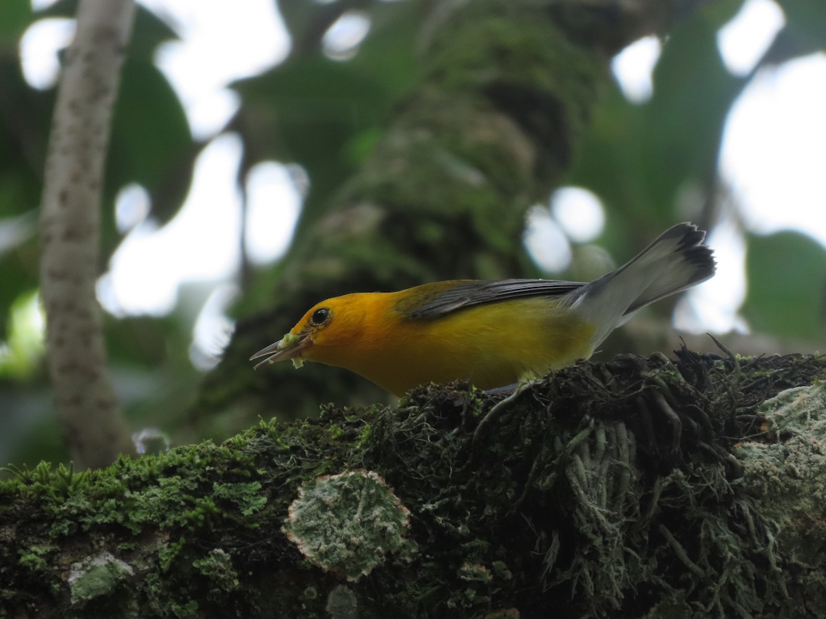 Prothonotary Warbler - ML643382284