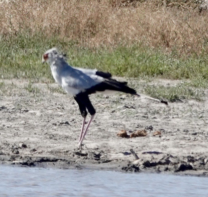 Secretarybird - ML643382285