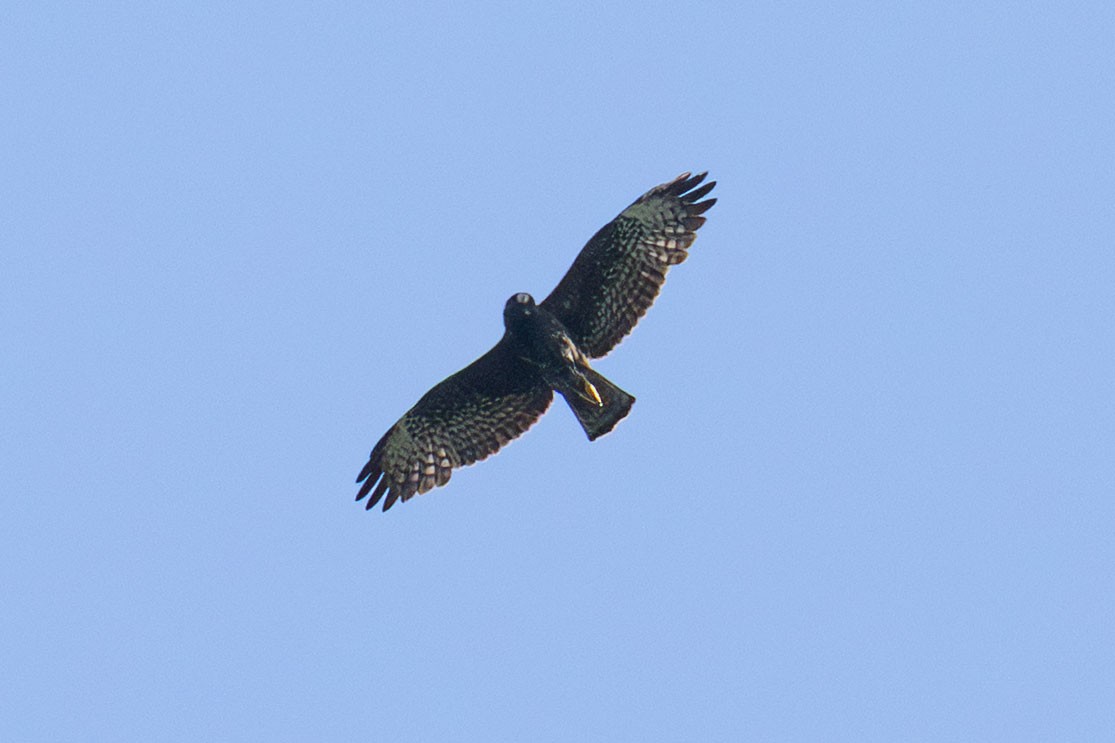 Short-tailed Hawk - ML643382291