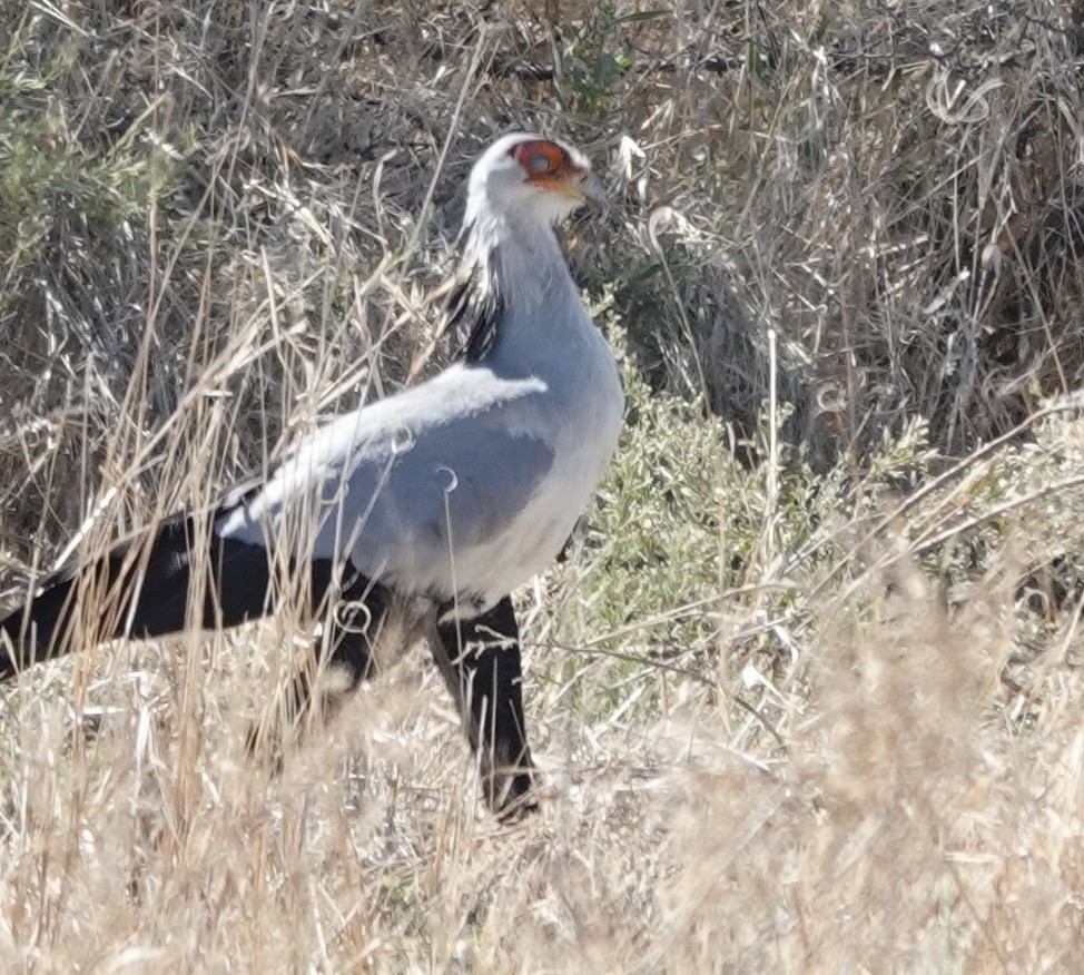 Secretarybird - ML643382292
