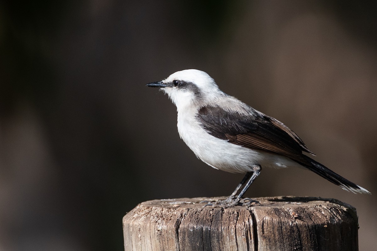 Masked Water-Tyrant - ML643382299