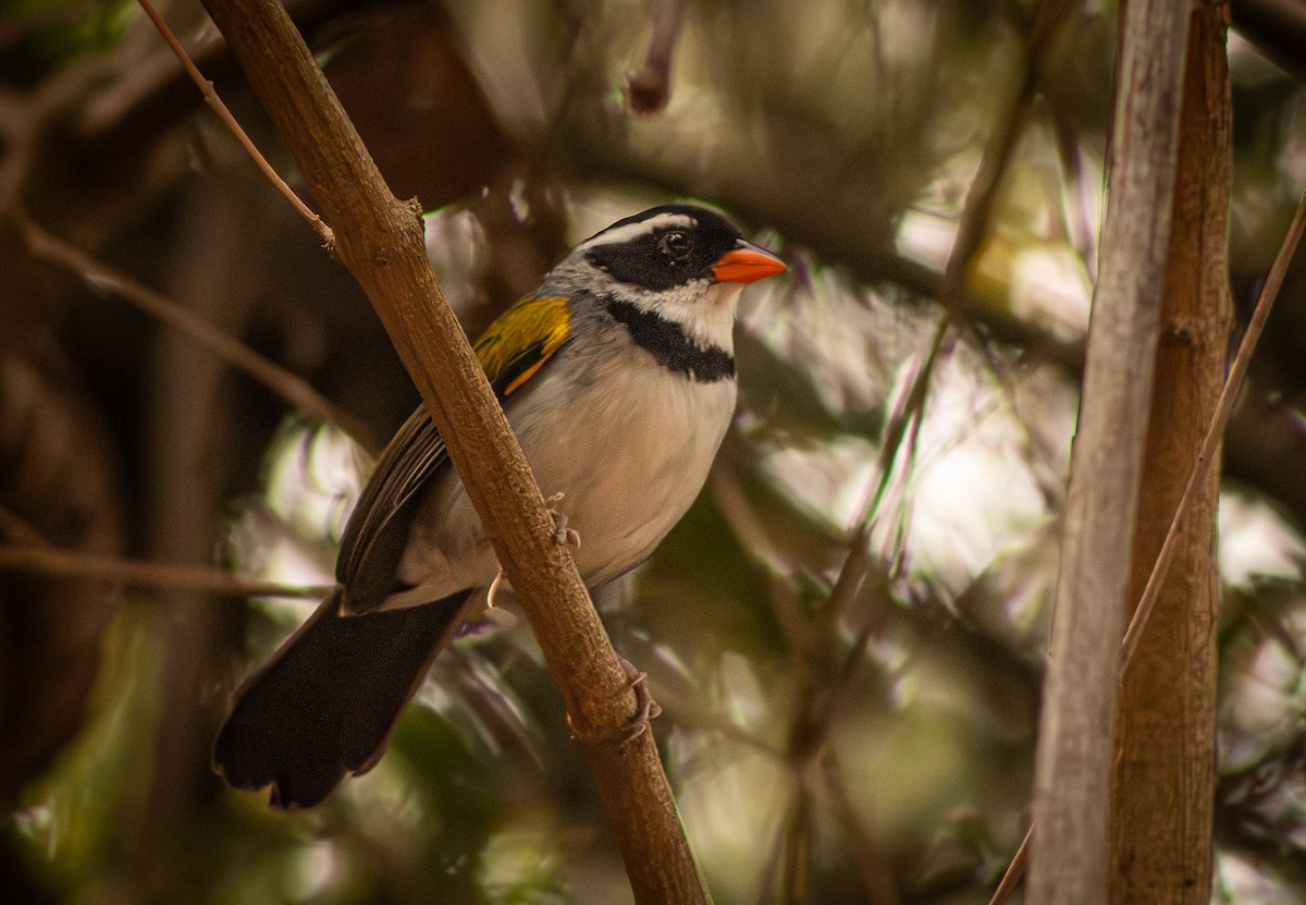 Желтоклювый тохи (flavirostris) - ML643382320